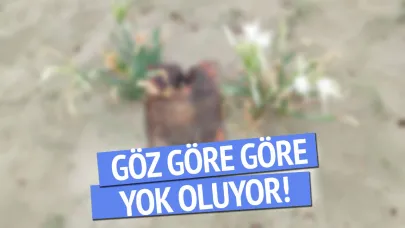 Sinop'ta kontrolsüz turizm eşsiz güzelliği tehdit ediyor