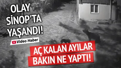 Sinop'ta aç kalan ayılar bahçeye indi