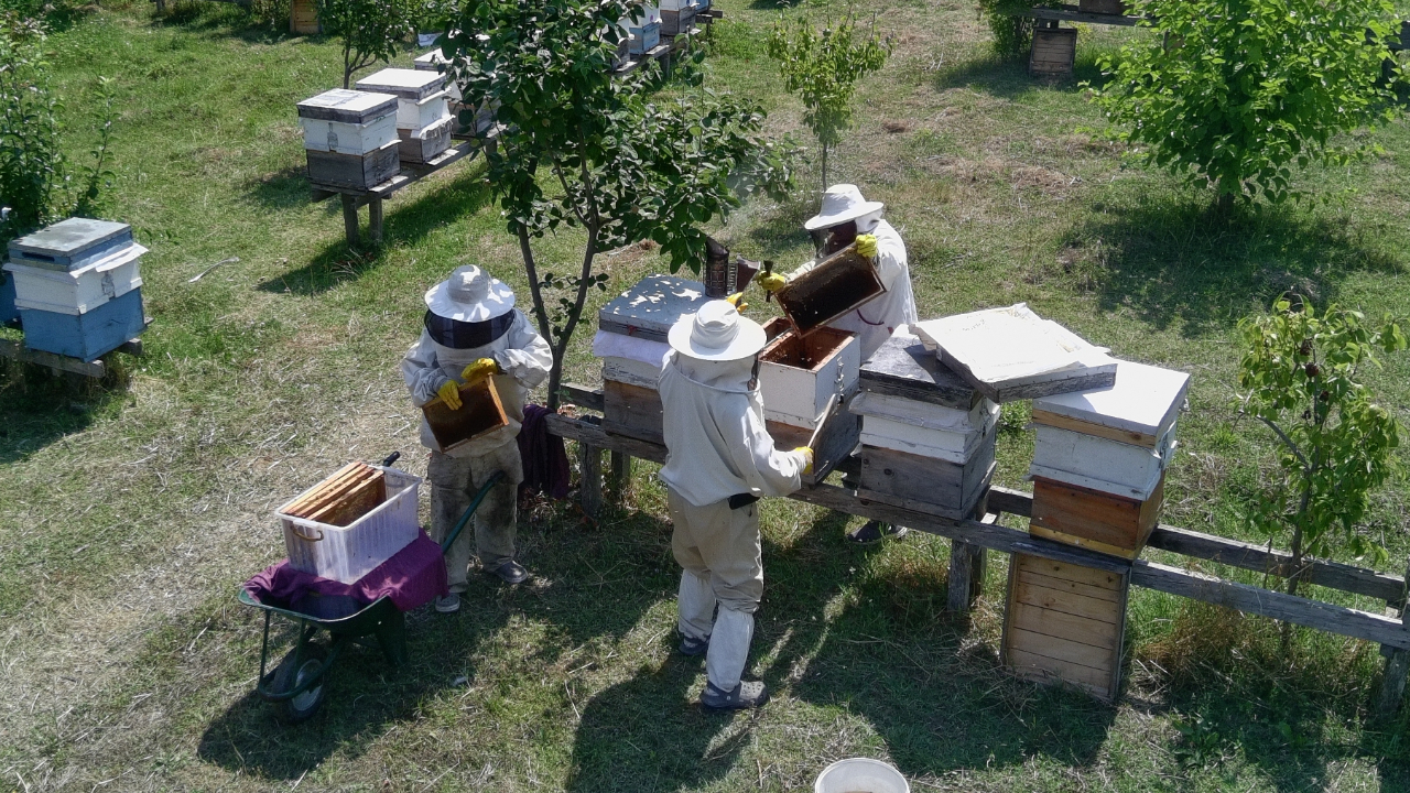 Gür ormanlarda üretilen tescilli Sinop kestane balının hasadı tamamlandı