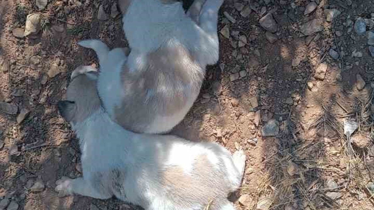 Menfeze sıkışan 2 köpek kurtarıldı