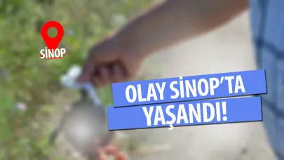 Onlarca hayvan eziliyor