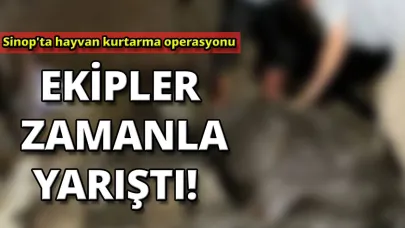 Sinop'ta ahır çöktü! Ekipler zamanla yarıştı