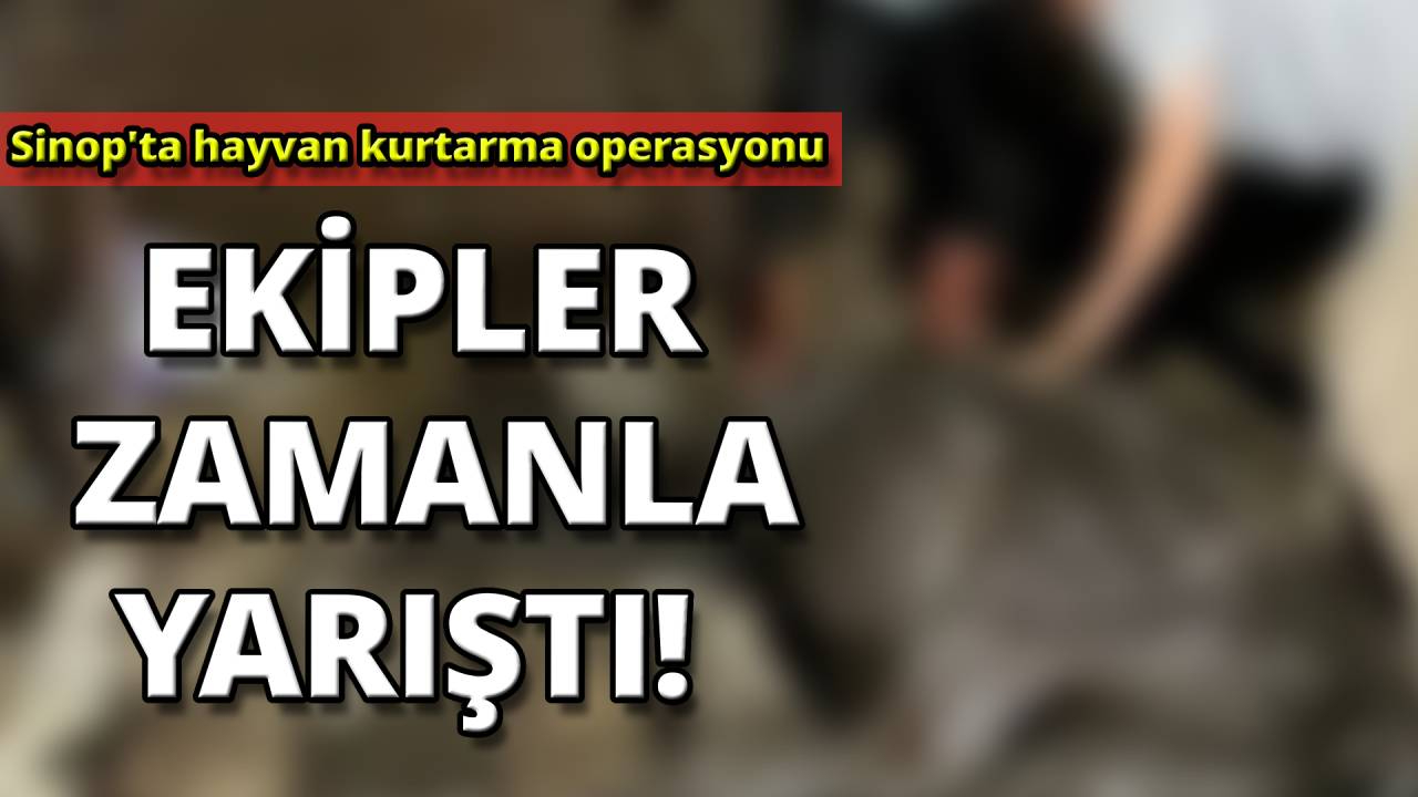Sinop'ta ahır çöktü! Ekipler zamanla yarıştı