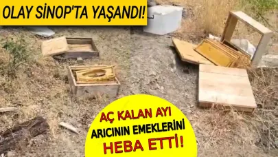 Sinop'ta aç kalan ayı arı kovanlarına saldırdı