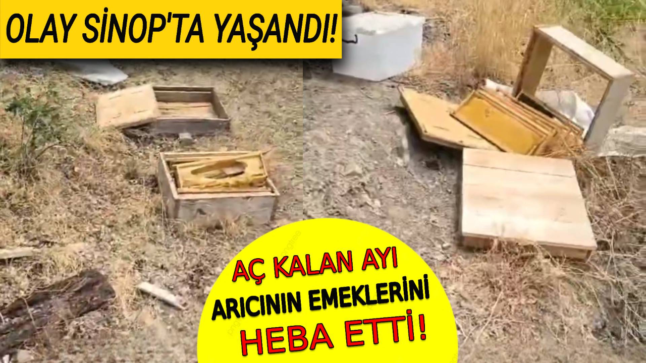 Sinop'ta aç kalan ayı arı kovanlarına saldırdı