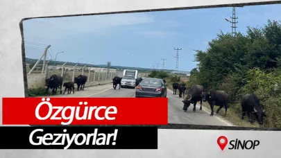 Burası Sinop’un turizmine çıkan yol