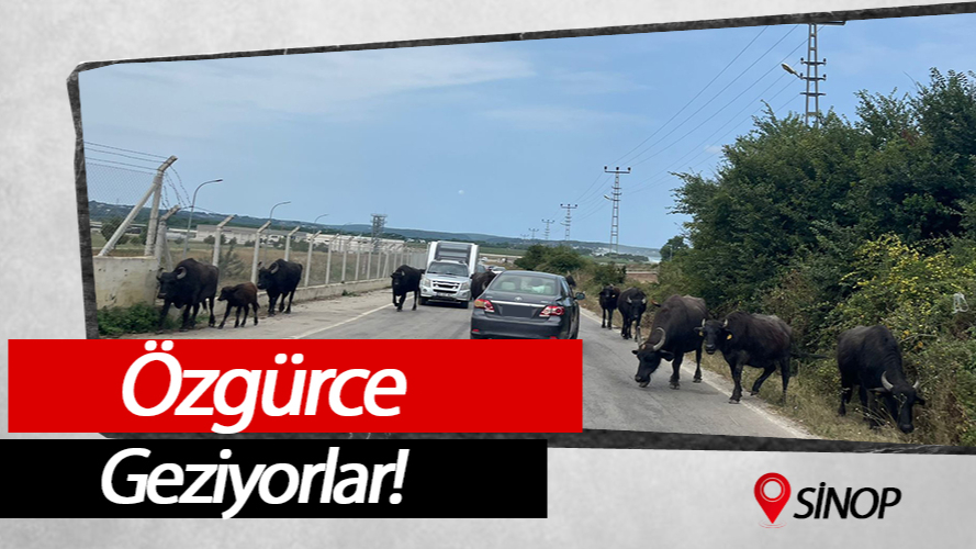 Burası Sinop’un turizmine çıkan yol