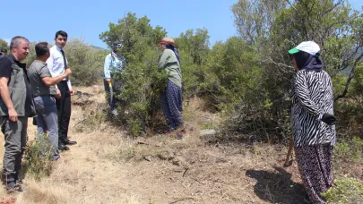 Sinop’ta zeytin ağaçları ekonomik kazanca dönüşüyor