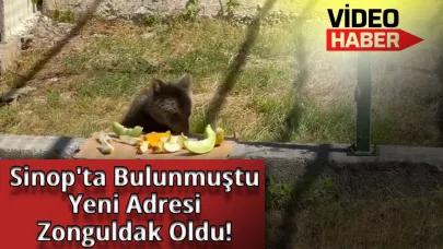 Sinop’tan kurtarıldı, hayatına Zonguldak’ta devam edecek