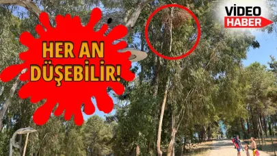 Sinop'ta kırılan ağaç dalı tehlike oluşturuyor