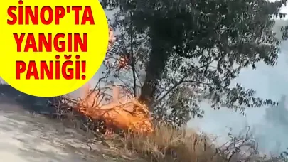Sinop'ta ormanlık alanda çıkan yangın korkuttu