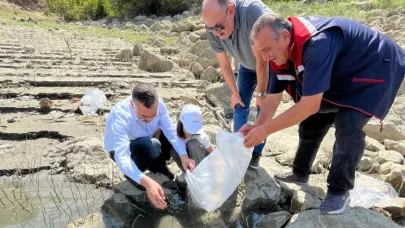 Boyabat'ta 158 bin yavru sazan baraj ve göletlere bırakıldı