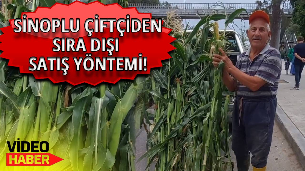 Sinop'ta mısır satışına yeni soluk!