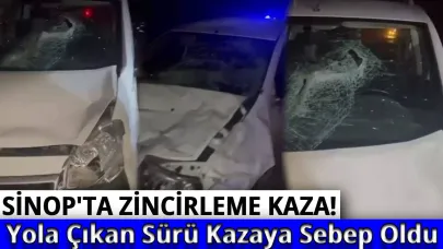 Sinop’ta yola çıkan sürü zincirleme kazaya sebep oldu