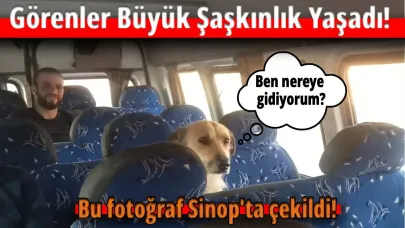 Sinop’ta minibüs yolculuğuna çıkan köpek yolcuları güldürdü