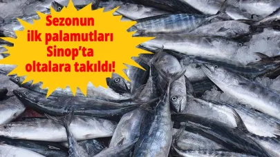 Sinop’ta balıkçılar sezonun ilk palamutlarını avladı