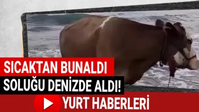 Sıcaktan kaçtı, denize girdi