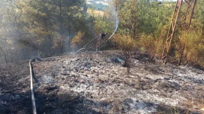 Sinop'ta orman yangını söndürüldü