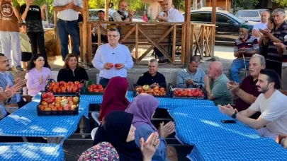 Sinop’ta coğrafi işaretli Gazidere domatesinde hasat başladı