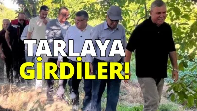 Sinop'ta domates hasadı başladı