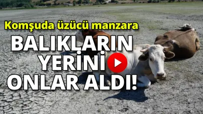 Ladik gölü kuraklık ile mücadele ediyor