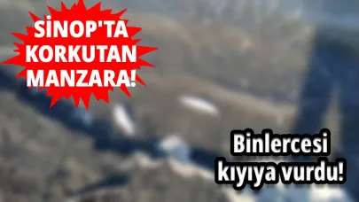 Sinop'ta kuraklığın acı tablosu!