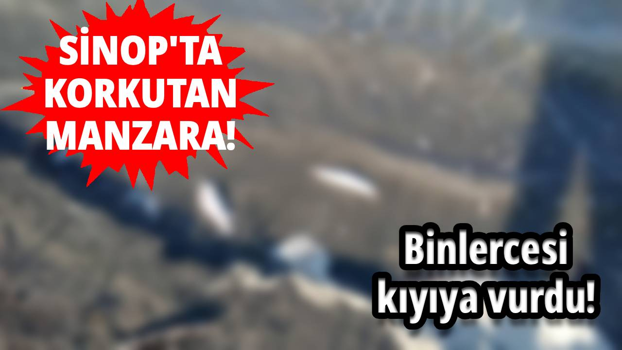 Sinop'ta kuraklığın acı tablosu!