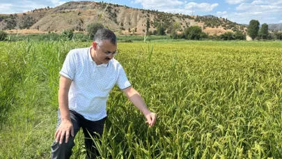 Sinop'ta modern sulama teknikleri ile çeltik üretimi artıyor