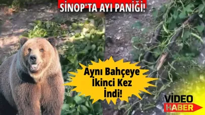 Sinop'ta aç kalan ayı bahçeye indi
