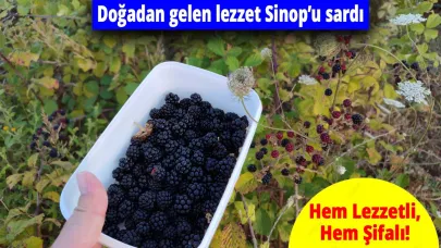 Sinop’ta böğürtlen sezonu başladı