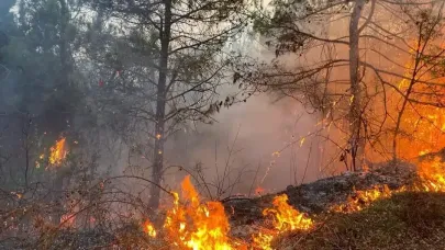 Sinop’ta orman yangını için kritik uyarı