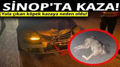 Sinop'ta aniden yolan çıkan köpek kazaya neden oldu!