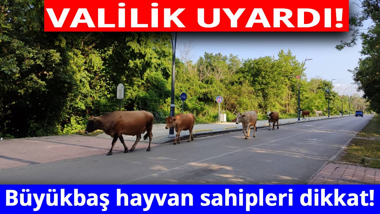 Sinop Valiliği’nden başıboş hayvan uyarısı
