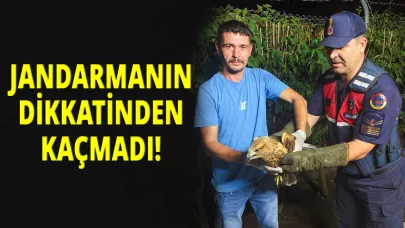 Sinop'ta yaralı şahine jandarma şefkati