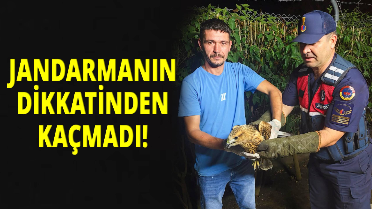 Sinop'ta yaralı şahine jandarma şefkati