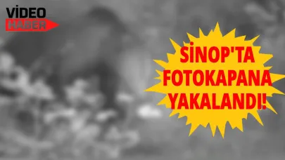 Sinop'ta yaban hayatı fotokapana yansıdı