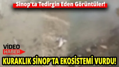 Sinop'ta barajda su seviyesi düştü: Yüzlercesi telef oldu