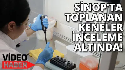 Sinop'ta toplanan örneklerle kene kaynaklı hastalıkların risk haritası oluşturuluyor
