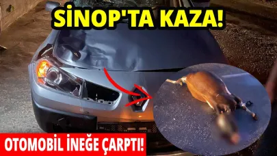 Sinop'ta otomobilin çarptığı inek telef oldu