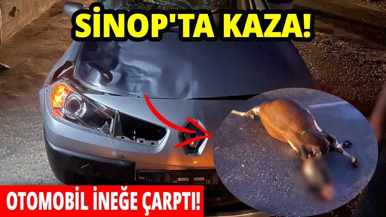 Sinop'ta otomobilin çarptığı inek telef oldu
