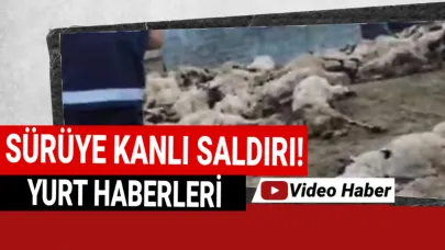 Kurtlar 111 koyunu telef etti