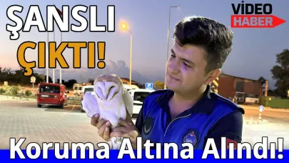 Sinop'ta yolda yaralı halde bulundu, tedavi altına alındı
