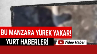 Yüzlerce balık kıyıya vurdu