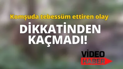 Geldi, kokladı, gitti! Ormanda şaşırtan görüntü