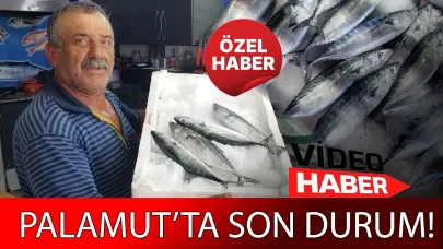 Sinop’ta Palamut Balığı ne durumda?