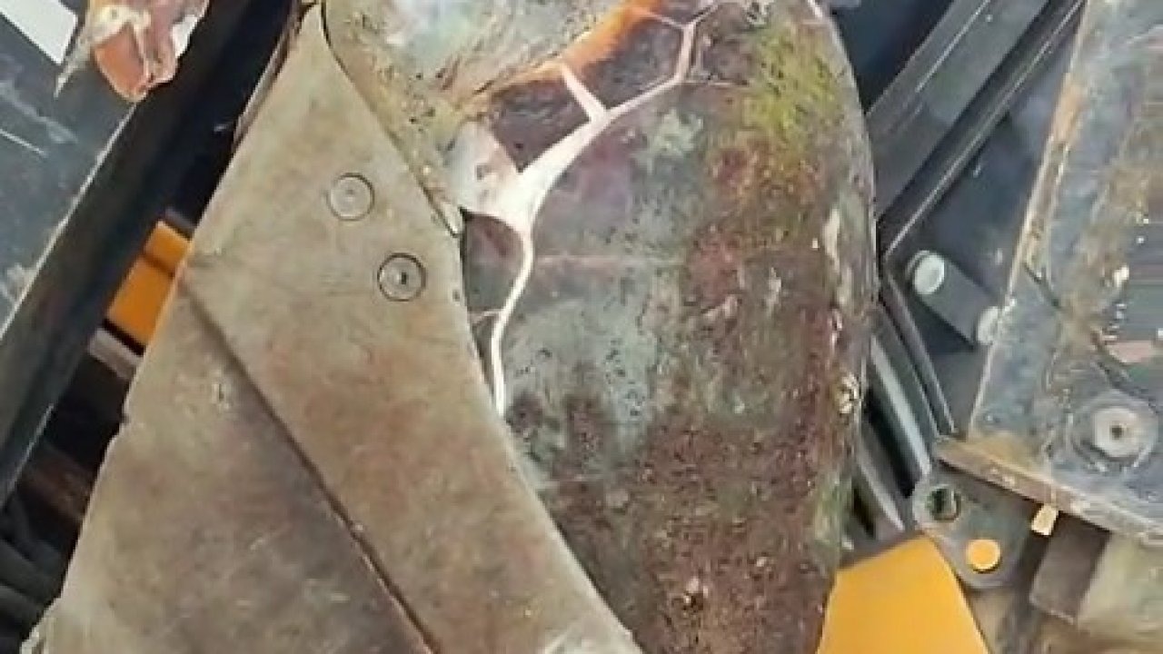 Çanakkale’de sahile ölü caretta caretta vurdu