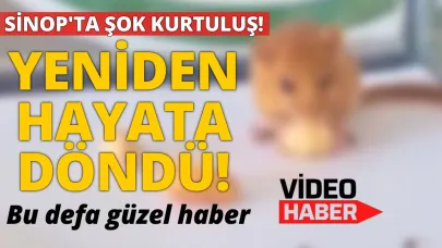 Yetkililerin şefkat eli minik yediuyuru hayata döndürdü