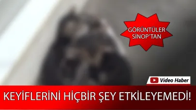 Ne caddenin gürültüsü, ne insanların sesi etkiledi