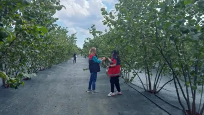 Kahverengi kokarca mücadelesinde yeni hamle