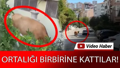 Ne sokak tanıdılar, ne bahçe tanıdılar